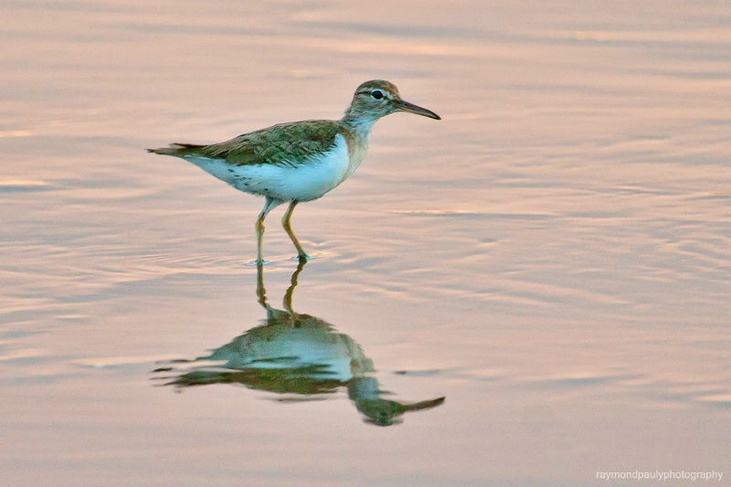 Sandpiper