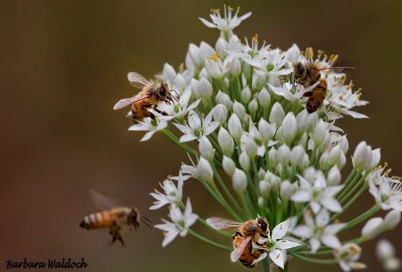 Rush hour on chives