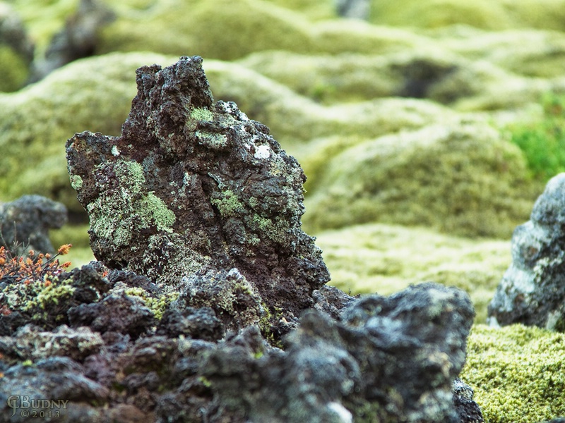 Lava Field Detail