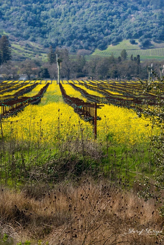 Spring in the Wine Country
