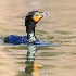 © Leslie J. Morris PhotoID # 13733439: Emerald Eyes - Double Crested Cormorant