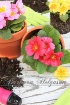 Spring Primulas