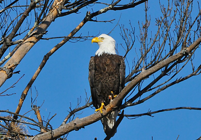 Male Eagle On Guard