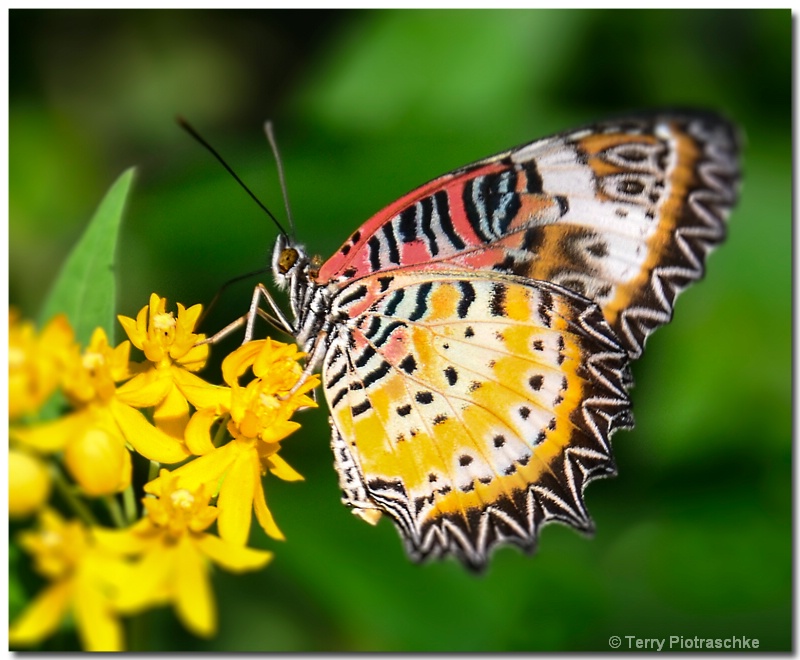 Sunny Side Out - ID: 13734031 © Terry Piotraschke