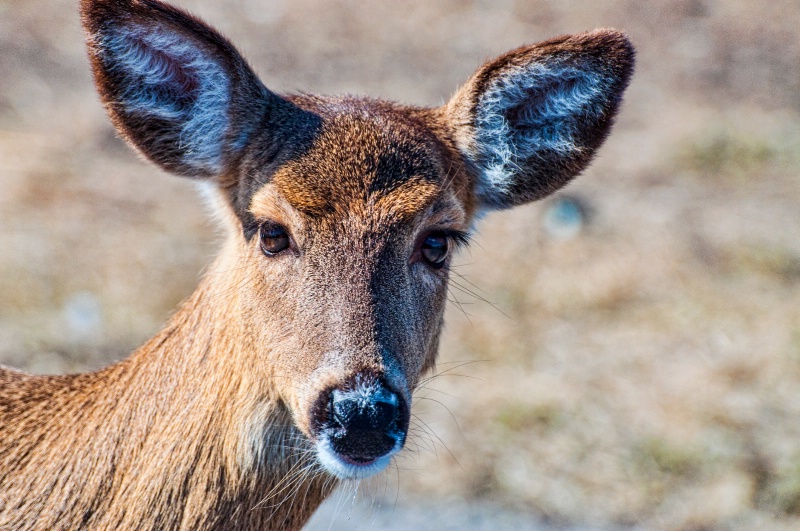 Hello Deer!