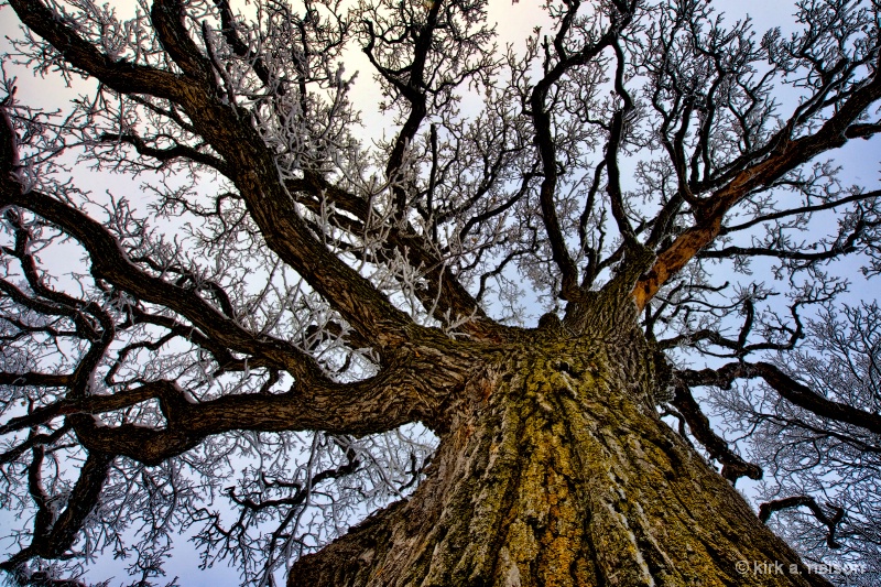  frosted oak