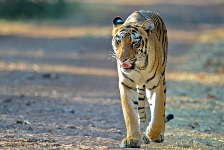 Tigress-Tadoba Andhari Tiger Reserve.