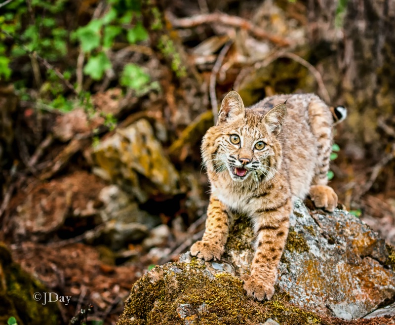 Bobcat