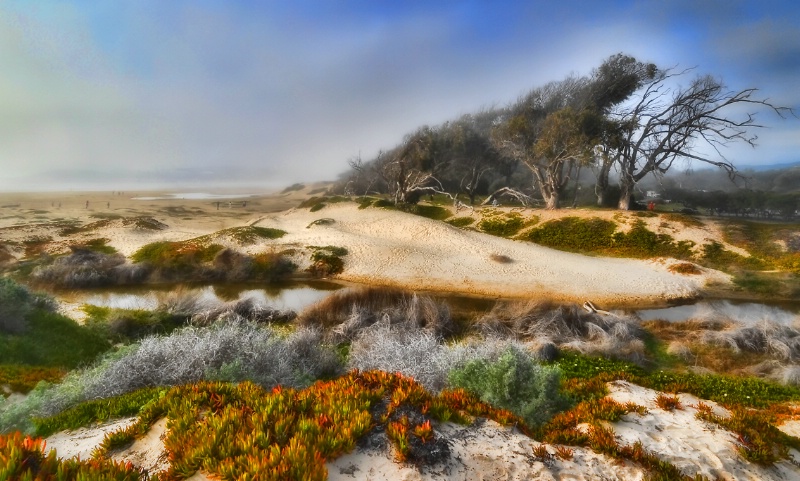 Foggy Day at Pismo Beach Dunes