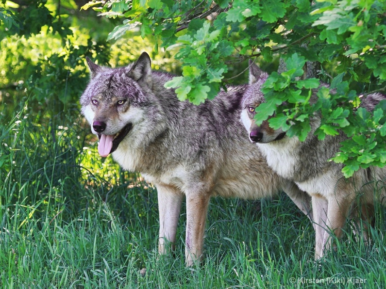Scandinavian Wolves