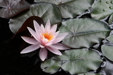 Pink water lily #1