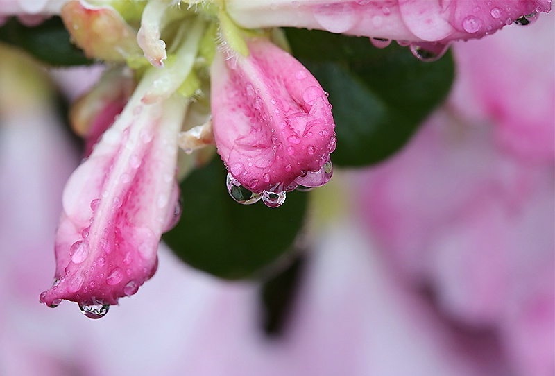 Rhody Macro with Water Drops