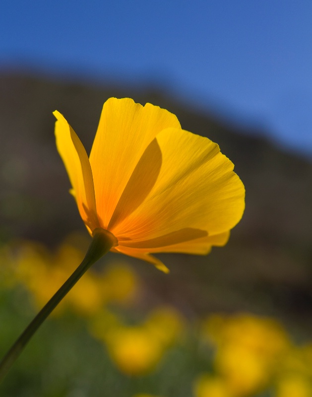 First Spring Poppy