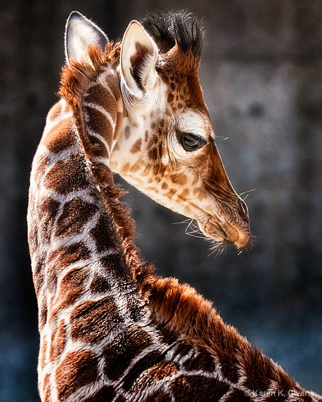 Baby Giraffe