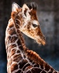 Baby Giraffe