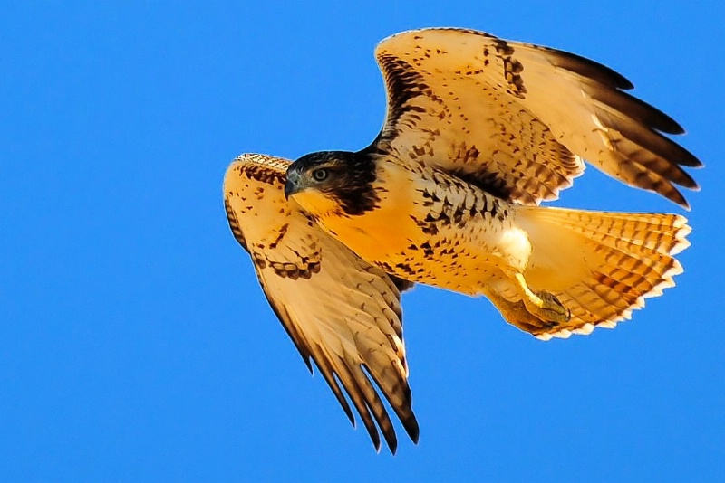 Buteo jamaicensis