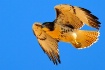 Buteo jamaicensis
