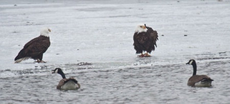 pair of eagles & canadian geese