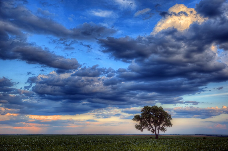 Lone Tree