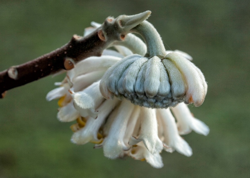 Strange Blossum