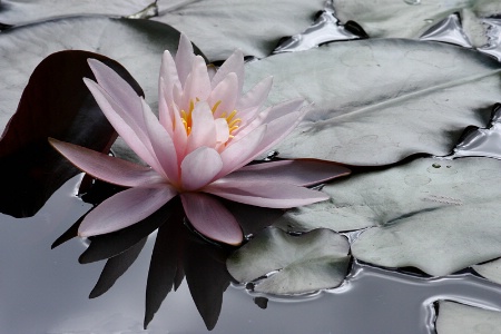 Pink water lily #2