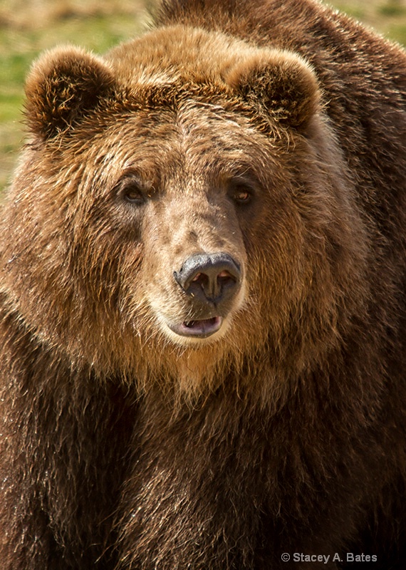 Grizzly