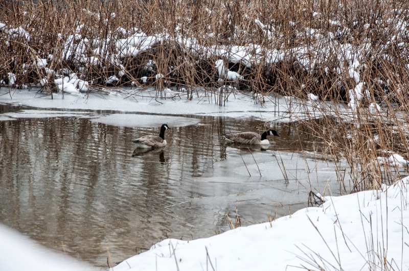 Geese Pond