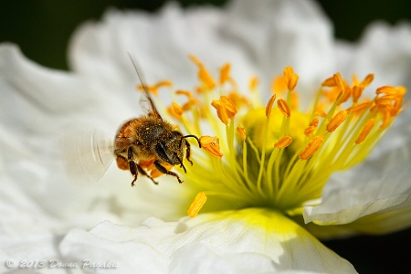 Worker Bee in Action