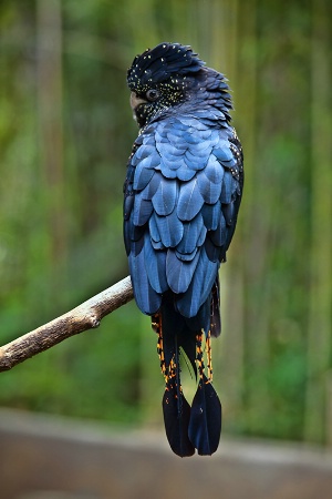 Red-Tailed Black Cockatoo 