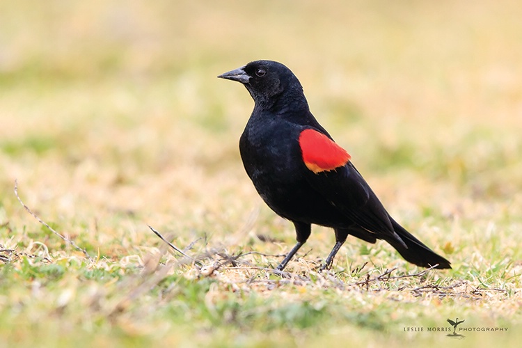 Red-winged Blackbird - ID: 13739338 © Leslie J. Morris