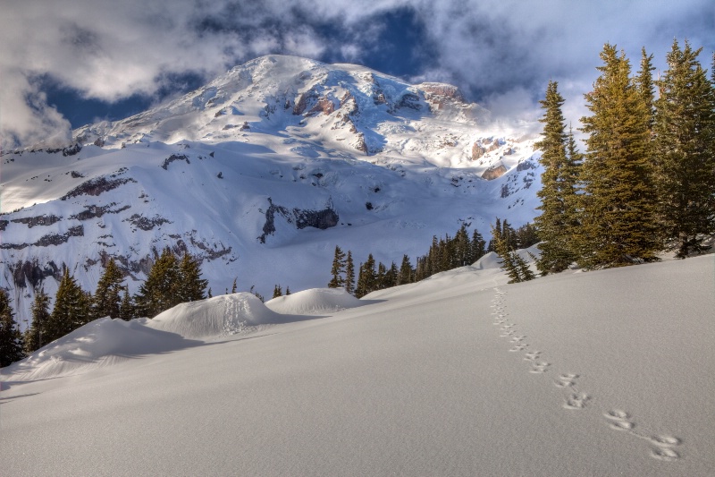 Coyote Tracks