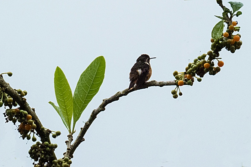 img 0173-QUITO-CLOUD FOREST-SAN JORGE DE TANDAYAPA - ID: 13739538 © James E. Nelson