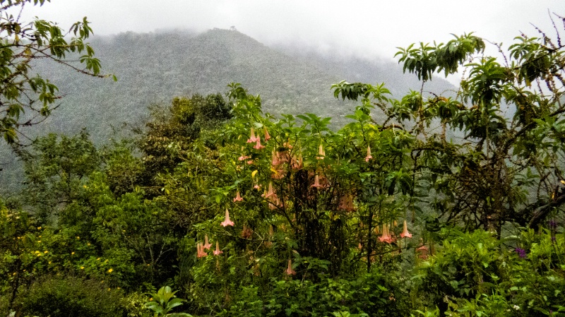 img 0174-QUITO-CLOUD FOREST-SAN JORGE DE TANDAYAPA - ID: 13739539 © James E. Nelson