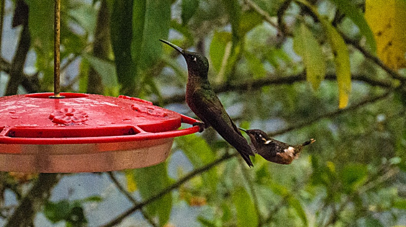 img 0175-QUITO-CLOUD FOREST-SAN JORGE DE TANDAYAPA - ID: 13739540 © James E. Nelson