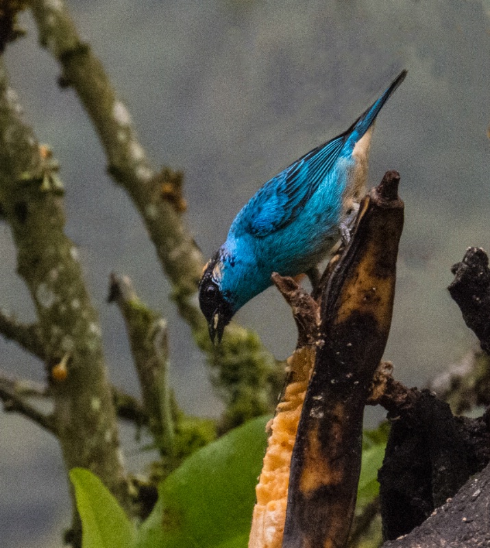 img 0180-QUITO-CLOUD FOREST-SAN JORGE DE TANDAYAPA - ID: 13739541 © James E. Nelson