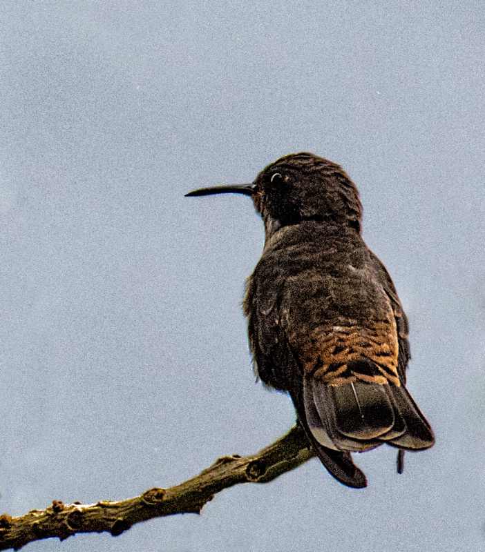 img 0161-QUITO-CLOUD FOREST-SAN JORGE DE TANDAYAPA - ID: 13739543 © James E. Nelson