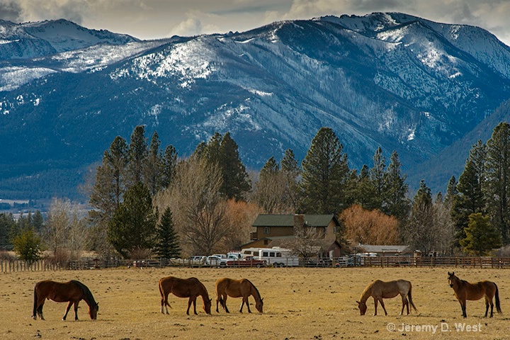montana horses