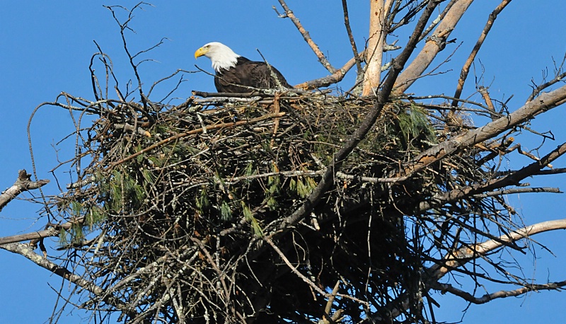Eagle Nest - ID: 13739674 © William S. Briggs