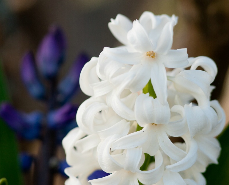Morning Hyacinths 1