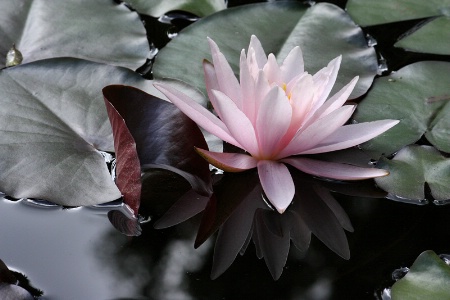 Pink water lily #3