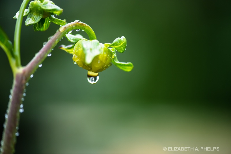 Dahlia Budding Water Droplet