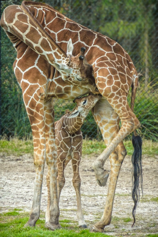 Mother's Love