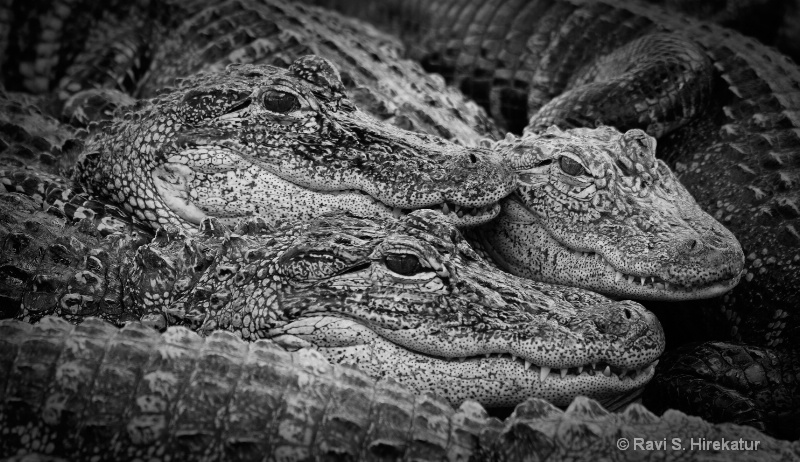 Young Alligator s - ID: 13743951 © Ravi S. Hirekatur