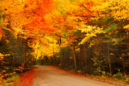 Autumn Road