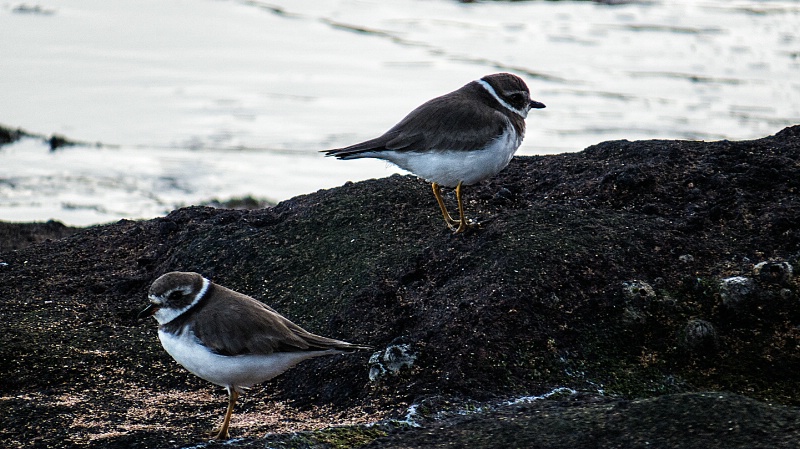 img 1103-GALAPAGOS ISLANDS-ECUADOR - ID: 13744889 © James E. Nelson