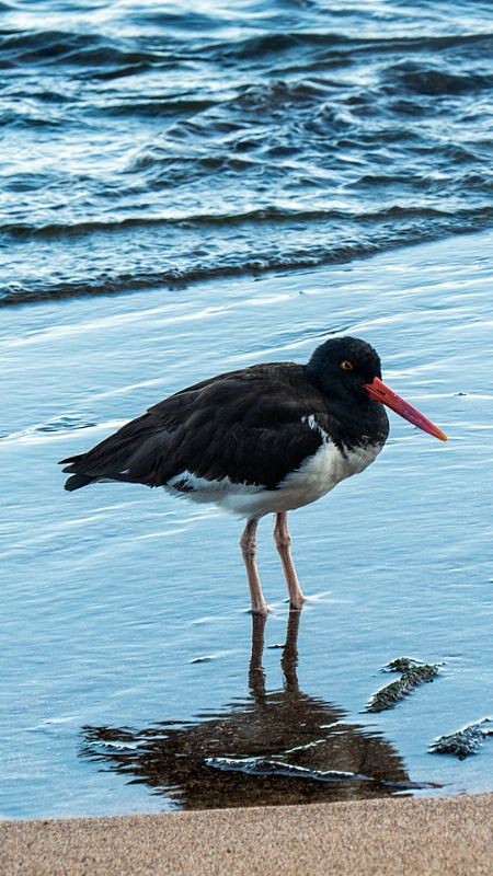 img 1106-GALAPAGOS ISLANDS-ECUADOR - ID: 13744891 © James E. Nelson