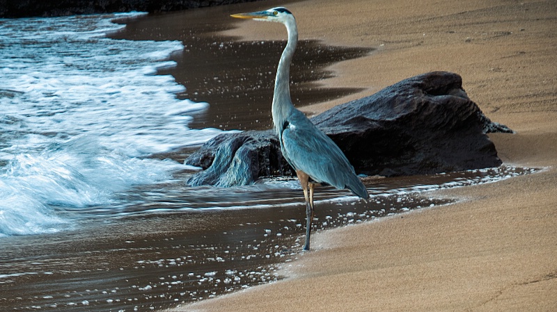 img 1108-GALAPAGOS ISLANDS-ECUADOR - ID: 13744893 © James E. Nelson