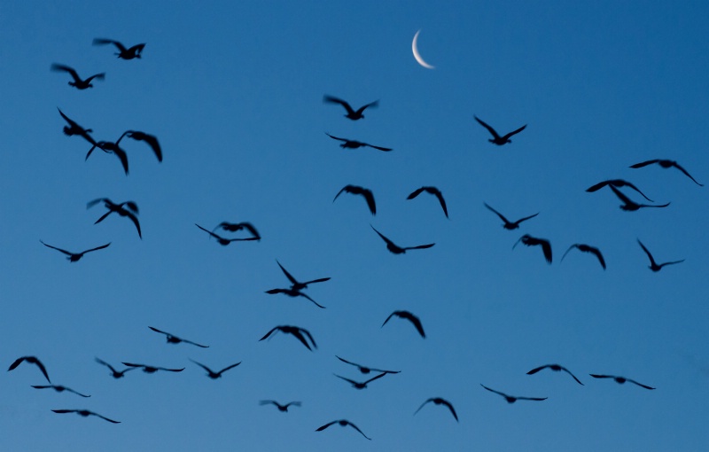 Moon Flight