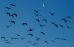 Moon Flight