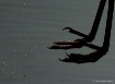 Water Claws
